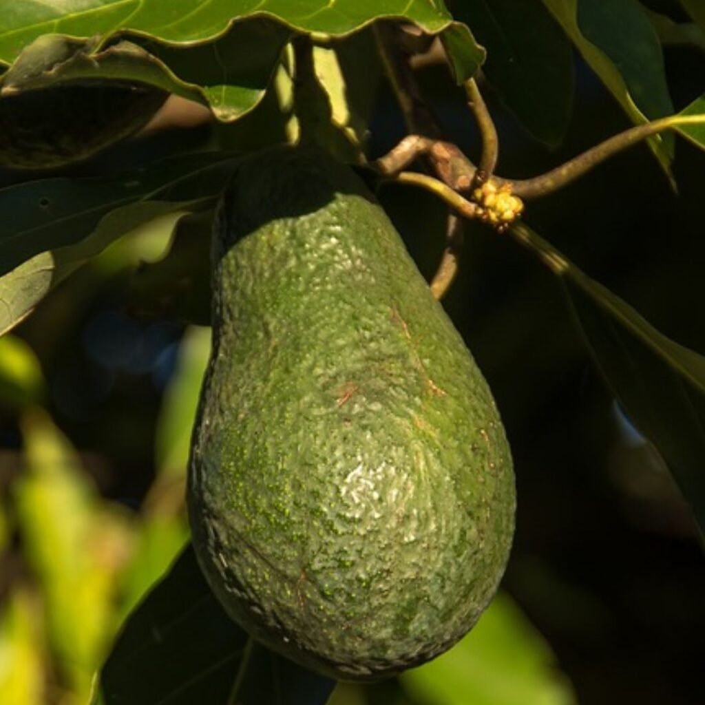 Palta Wurtz - Miski Palta