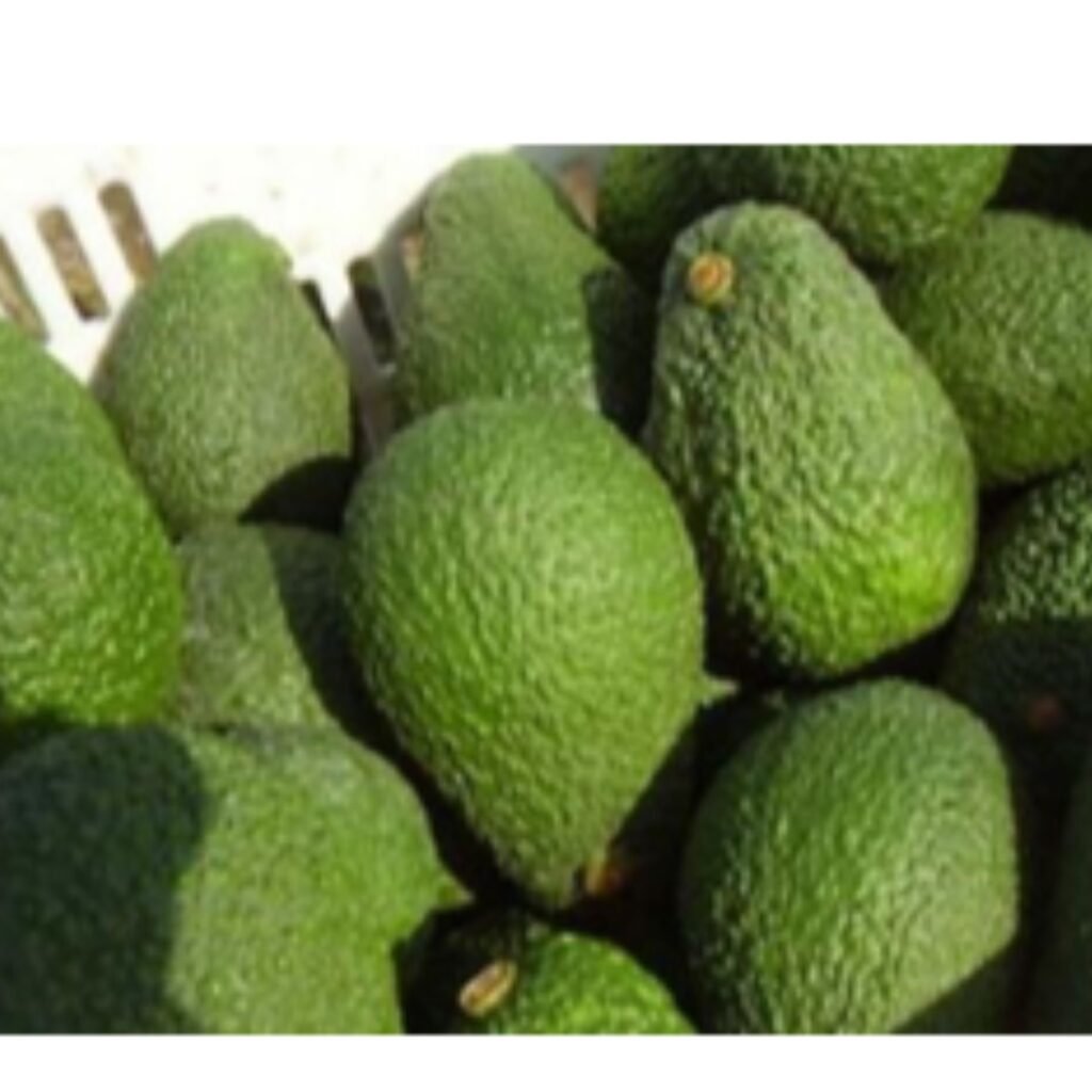 Palta Anaheim -Misky Palta