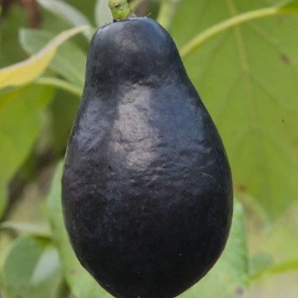 Palta Mexicola - Misky Palta