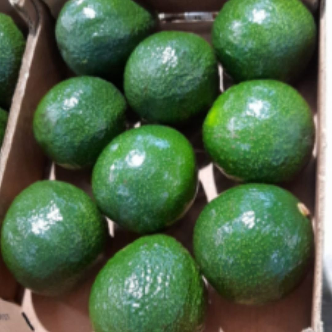 Palta Nabal - Misky Palta - Imagen 4