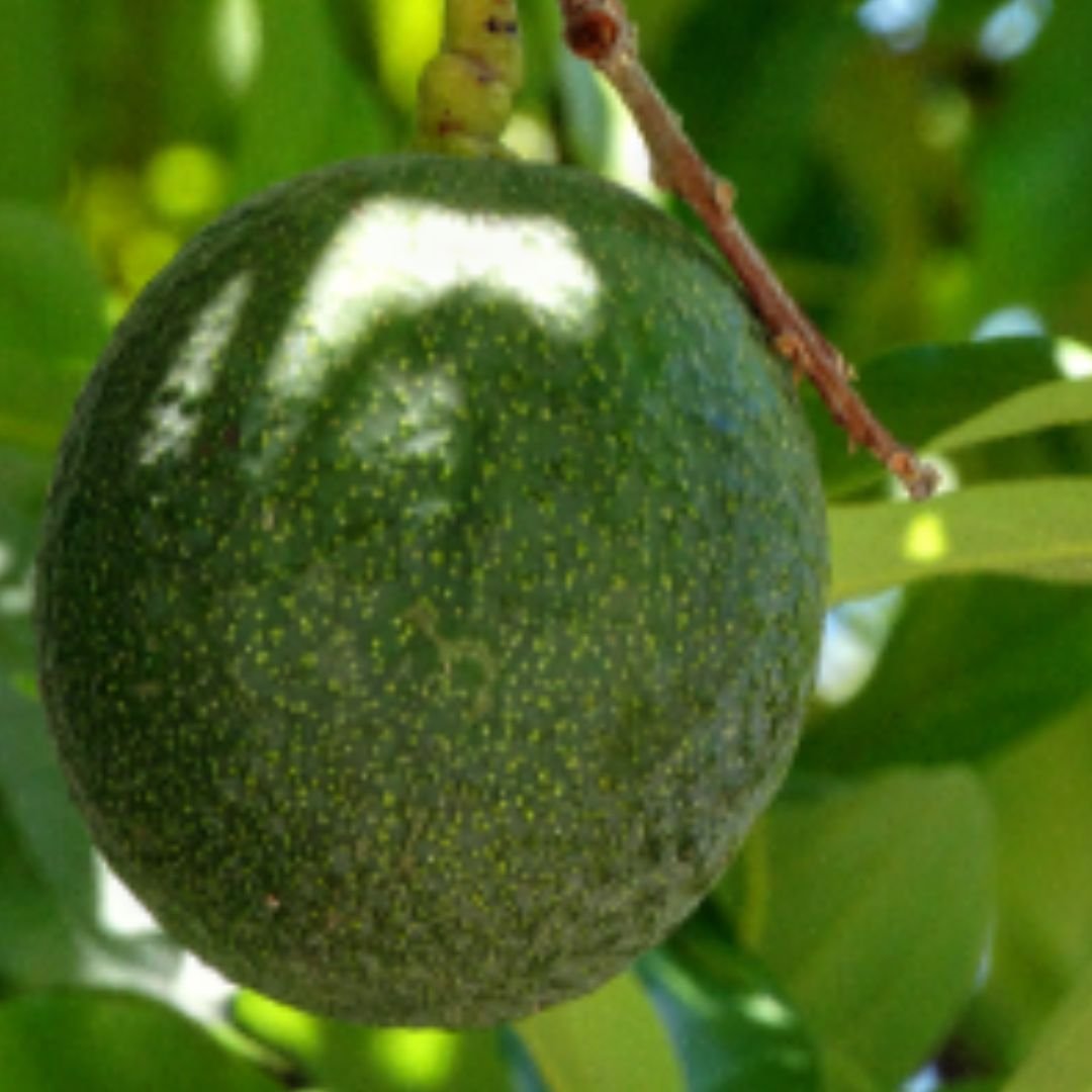 Palta Reed - Misky Palta - Imagen 3