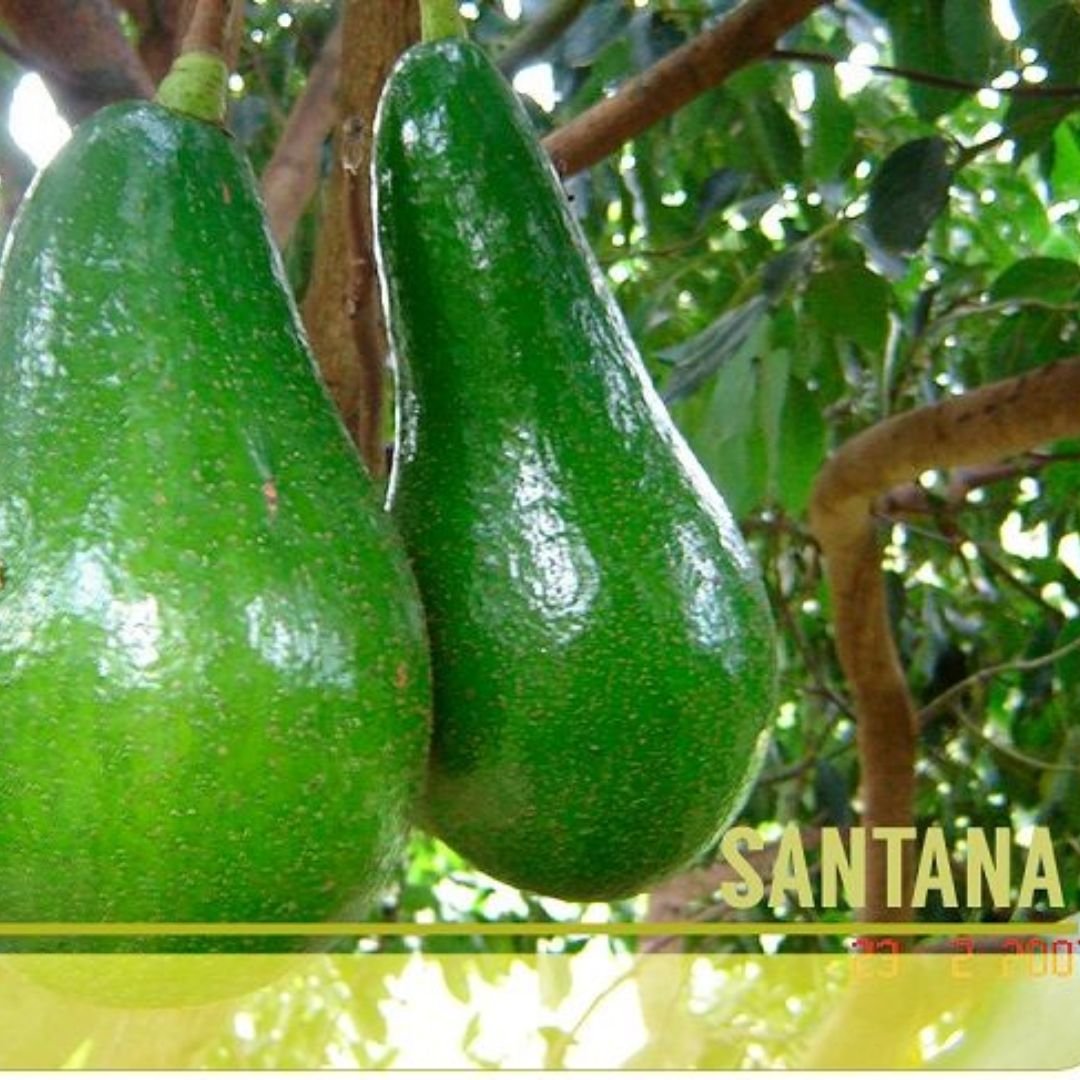 Palta Santana -Misky Palta - Imagen 2