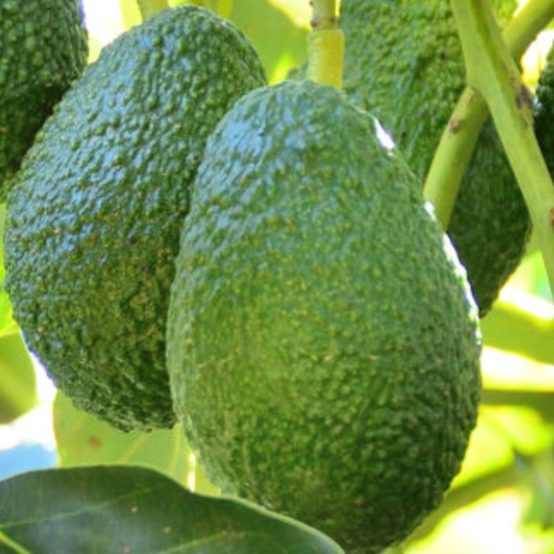 Palta Santana -Misky Palta - Imagen 3